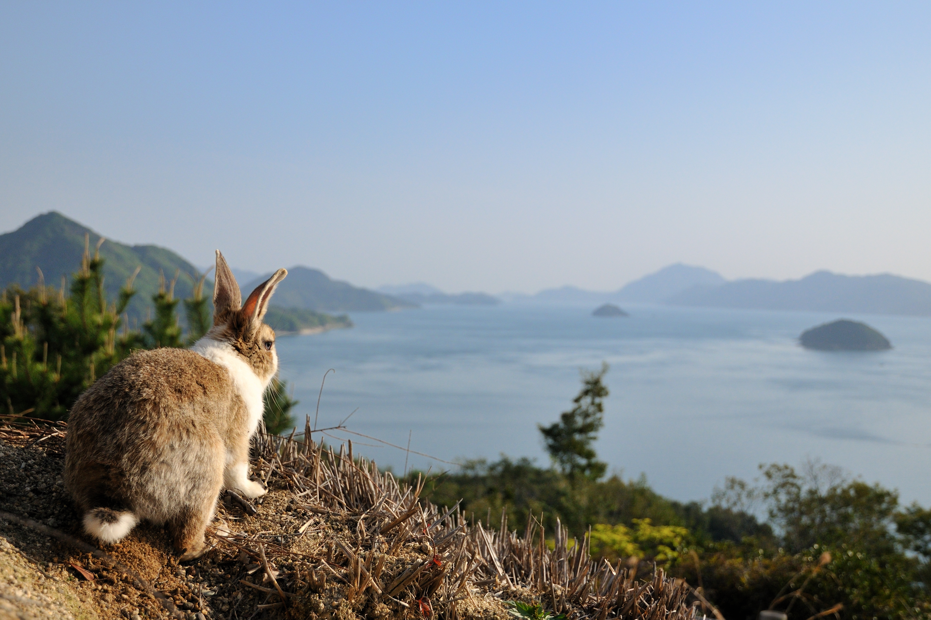 Okunoshima Poison Gas Factory Ruins