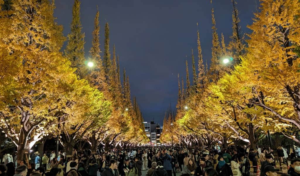 Canopy of golden ginkgo trees along Meiji Jingu Gaien avenue