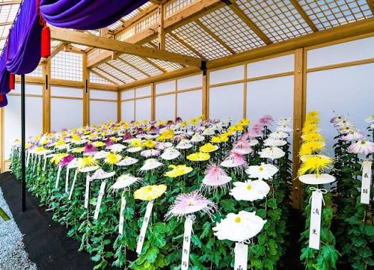 Ozukuri chrysanthemum display in an open wooden pavilion at Shinjuku Gyoen