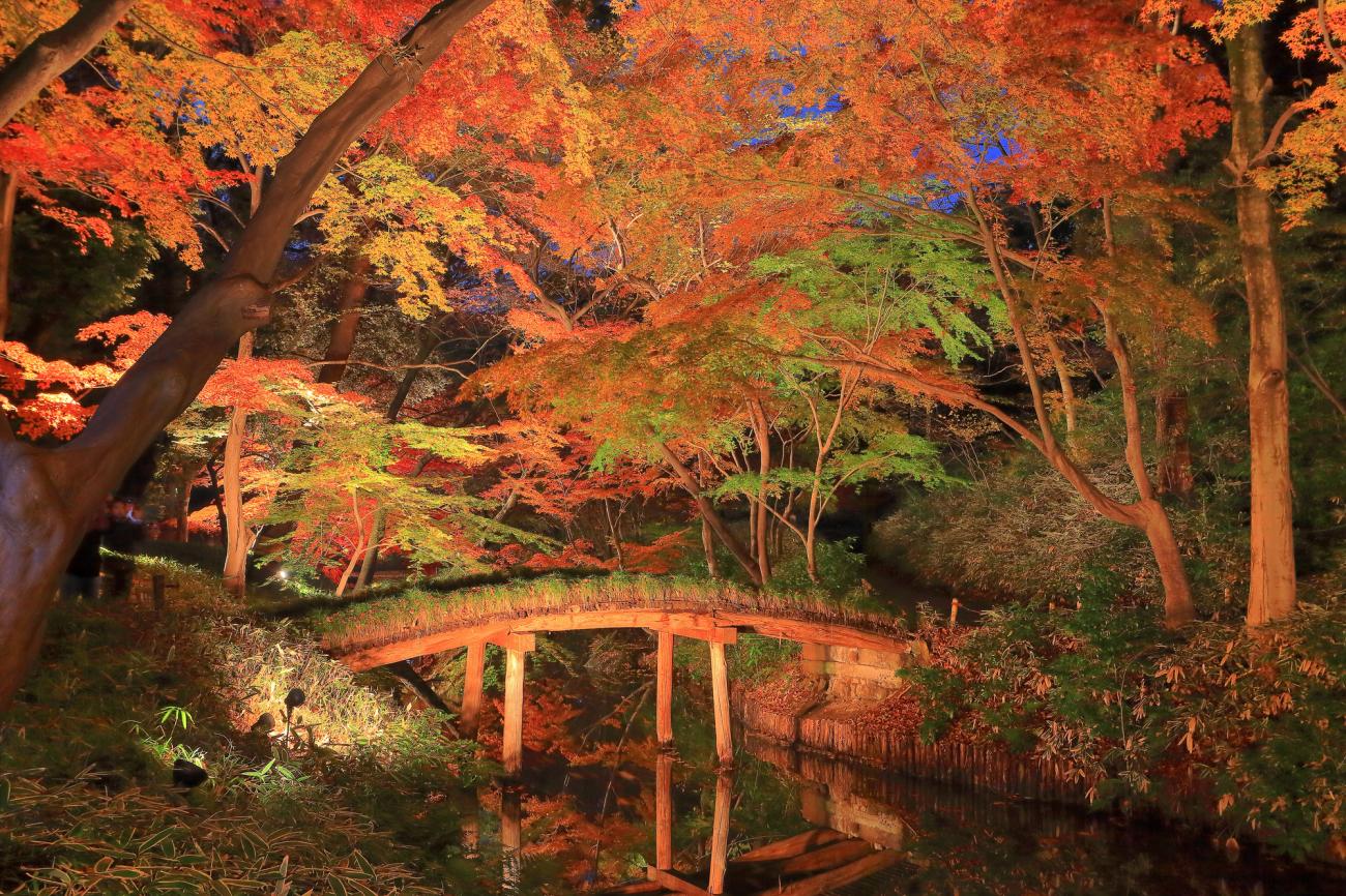 Illuminated Japanese maples reflecting across Sensui Pond at Rikugien Garden at night