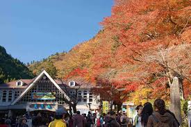 Mount Takao cable car ascending through vibrant autumn maple trees