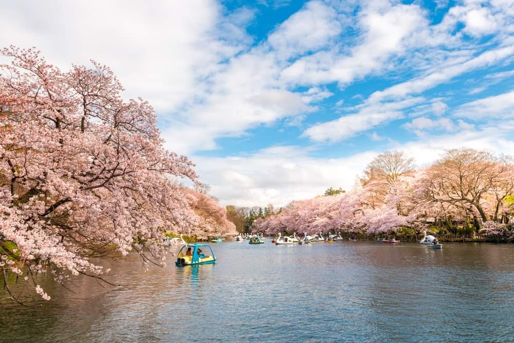 Things to Do in Kichijoji: Guide to Tokyo's Coolest Neighborhood