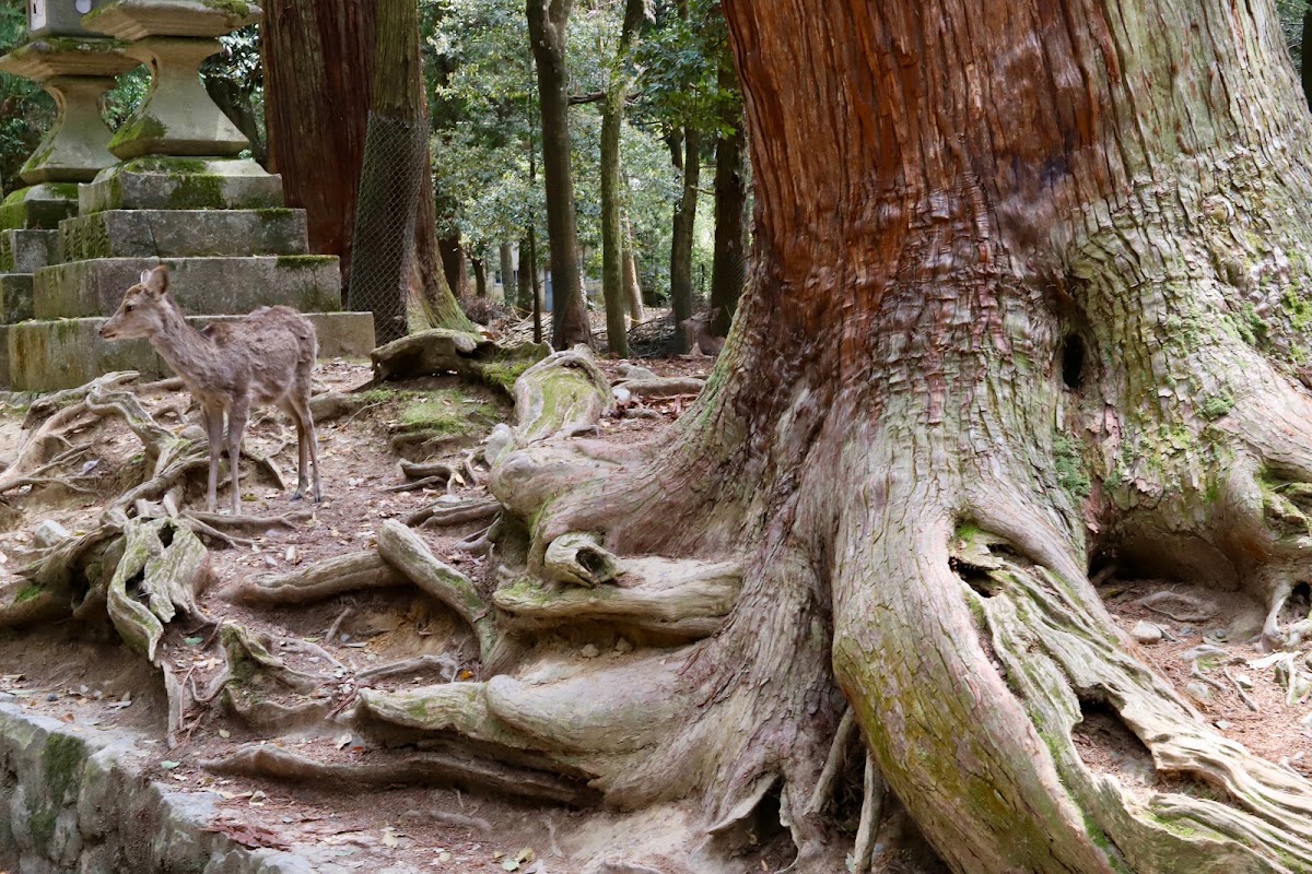 Mt. Kasuga Primeval Forest, Nara
