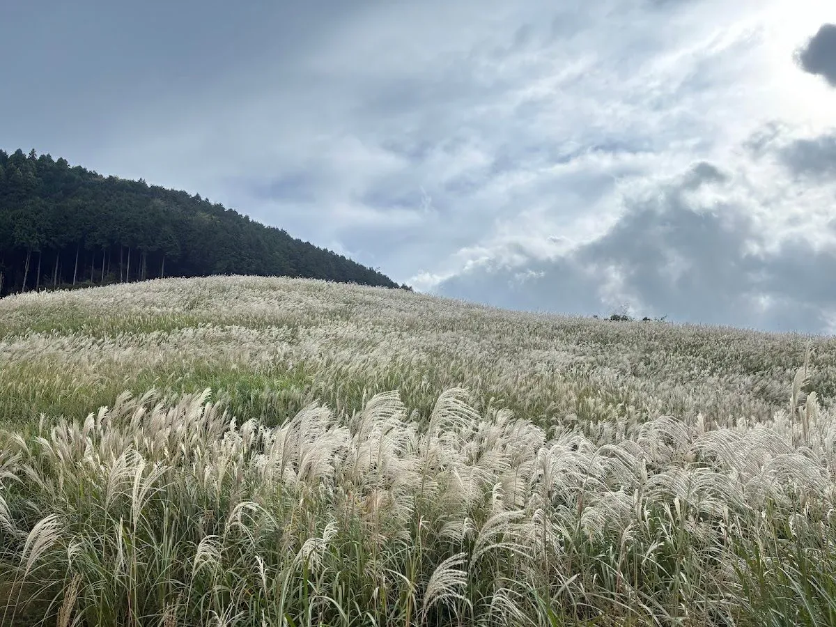 Sengokuhara Susuki Grass Fields 2