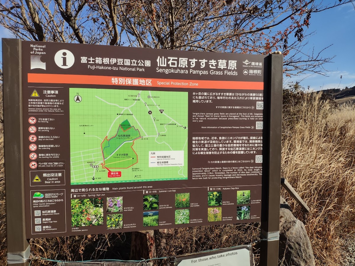 Sengokuhara Susuki Grass Fields 4