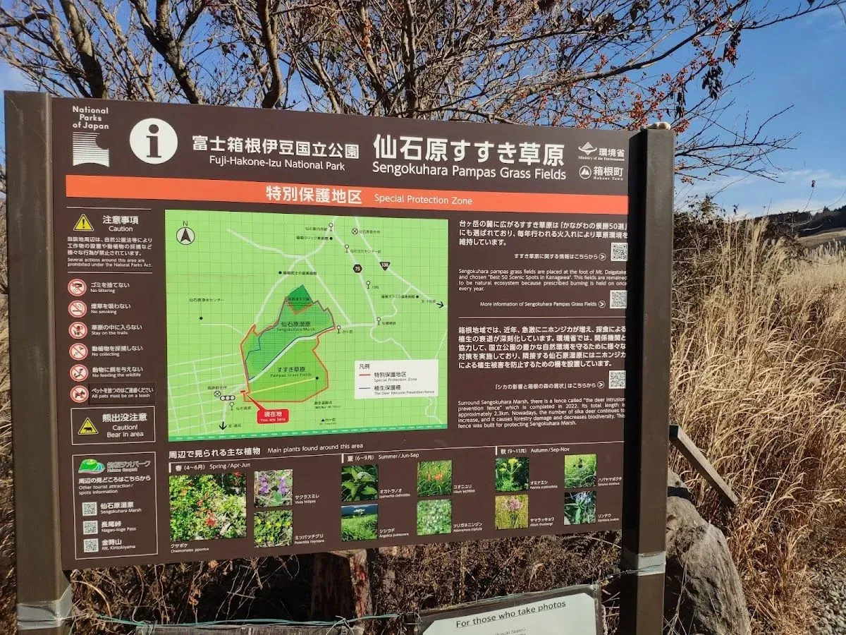 Sengokuhara Susuki Grass Fields 4