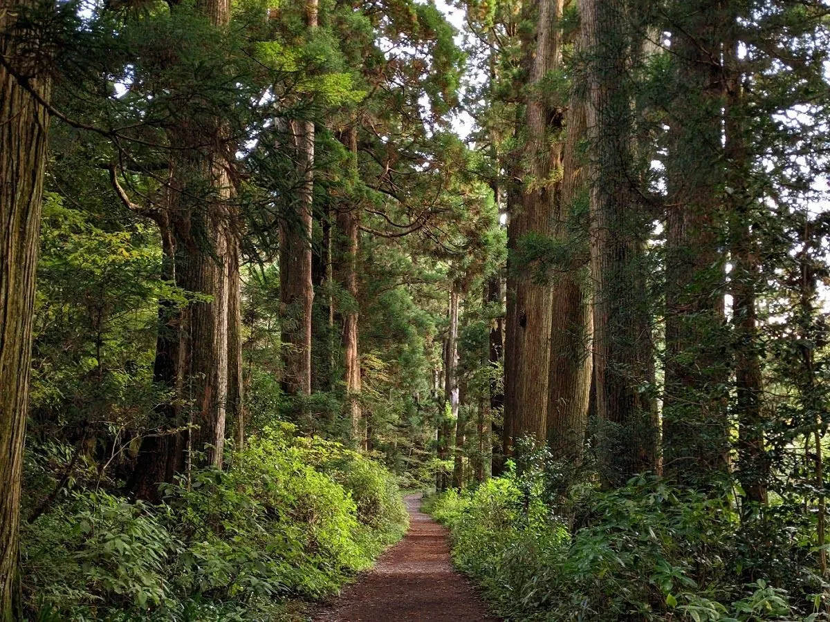Old Tōkaidō Road Ancient Cedar Avenue - East End
