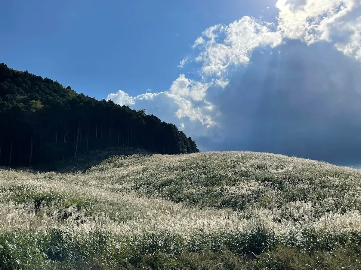 Sengokuhara Wetland Plant Community