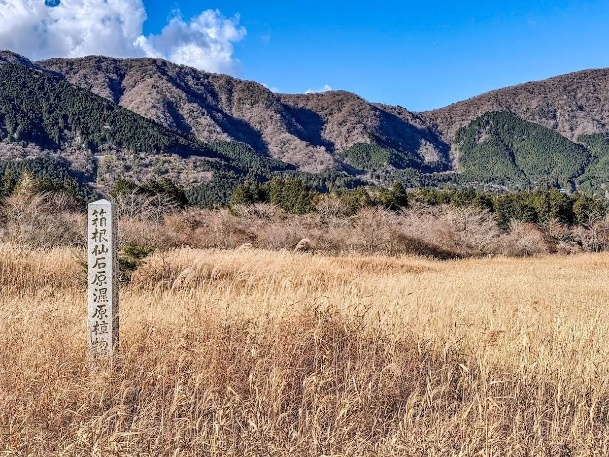 Sengokuhara Wetland Plant Community 3