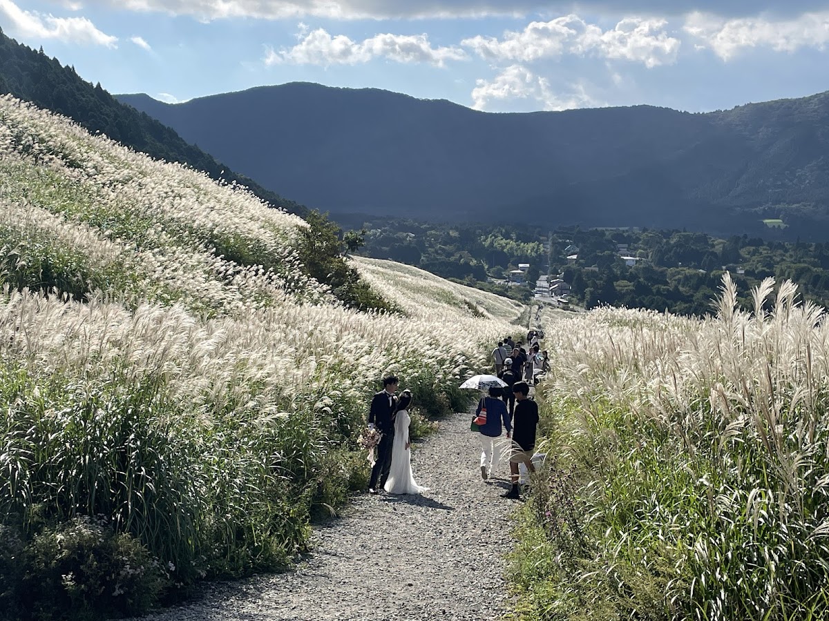Sengokuhara Wetland Plant Community 4