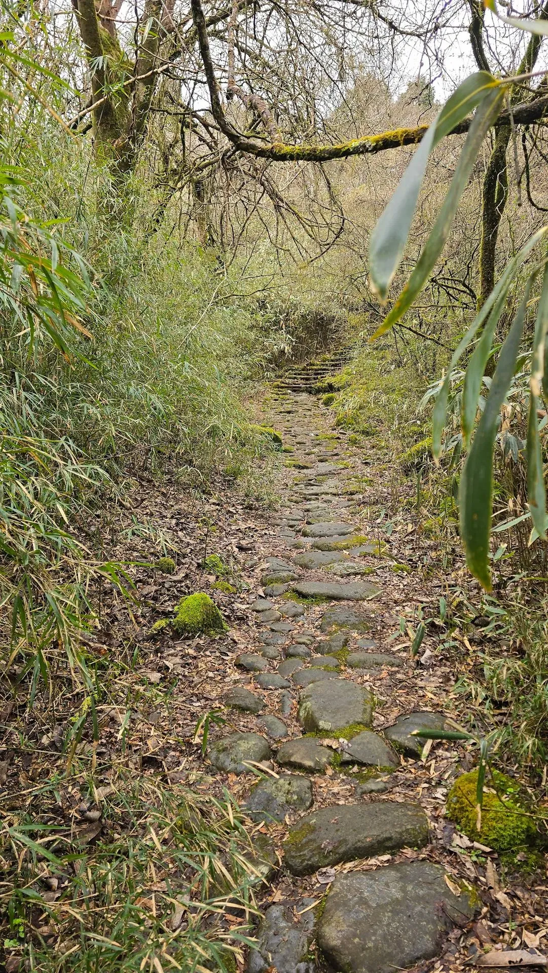 Old Tokaido Road 4