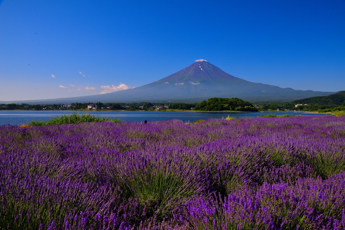 Oishi Park 3