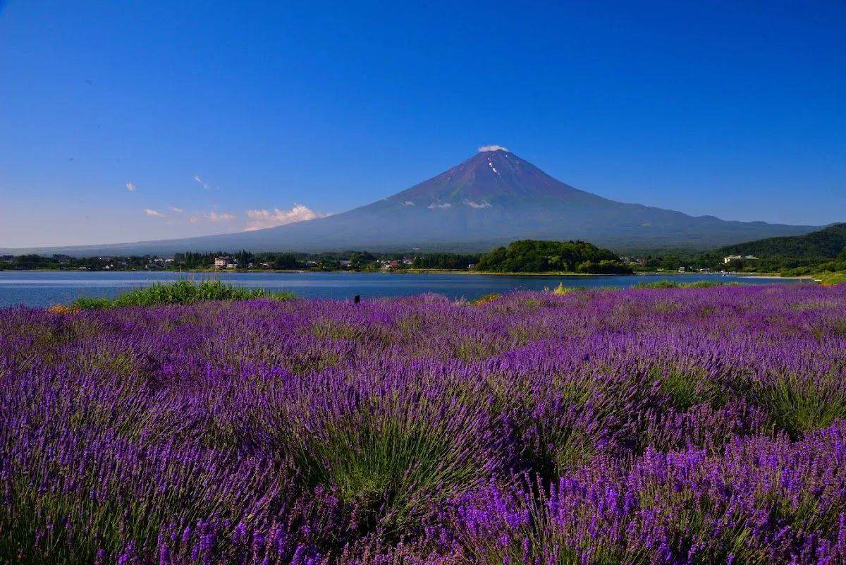 Oishi Park 3