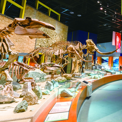 Kanagawa Prefectural Museum of Natural History