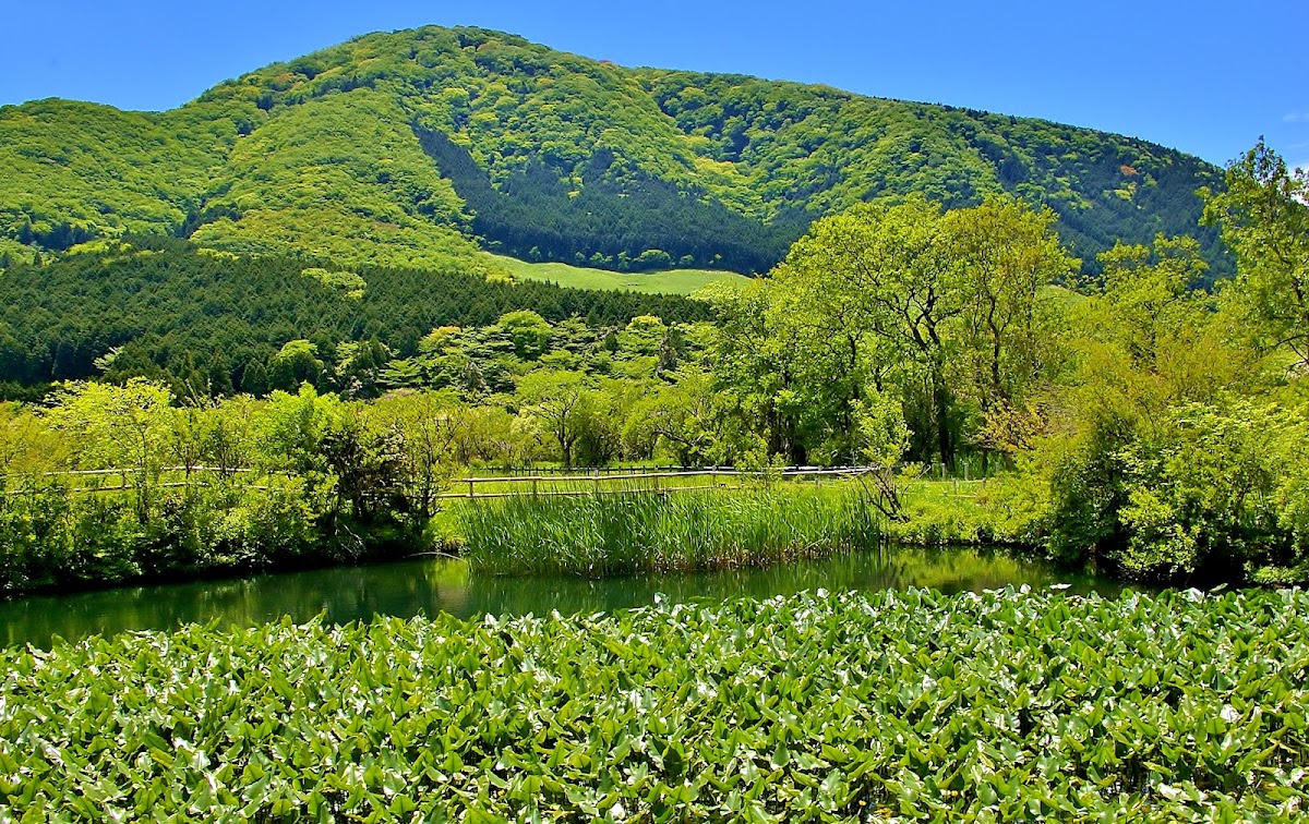 Hakone Botanical Garden of Wetlands 2