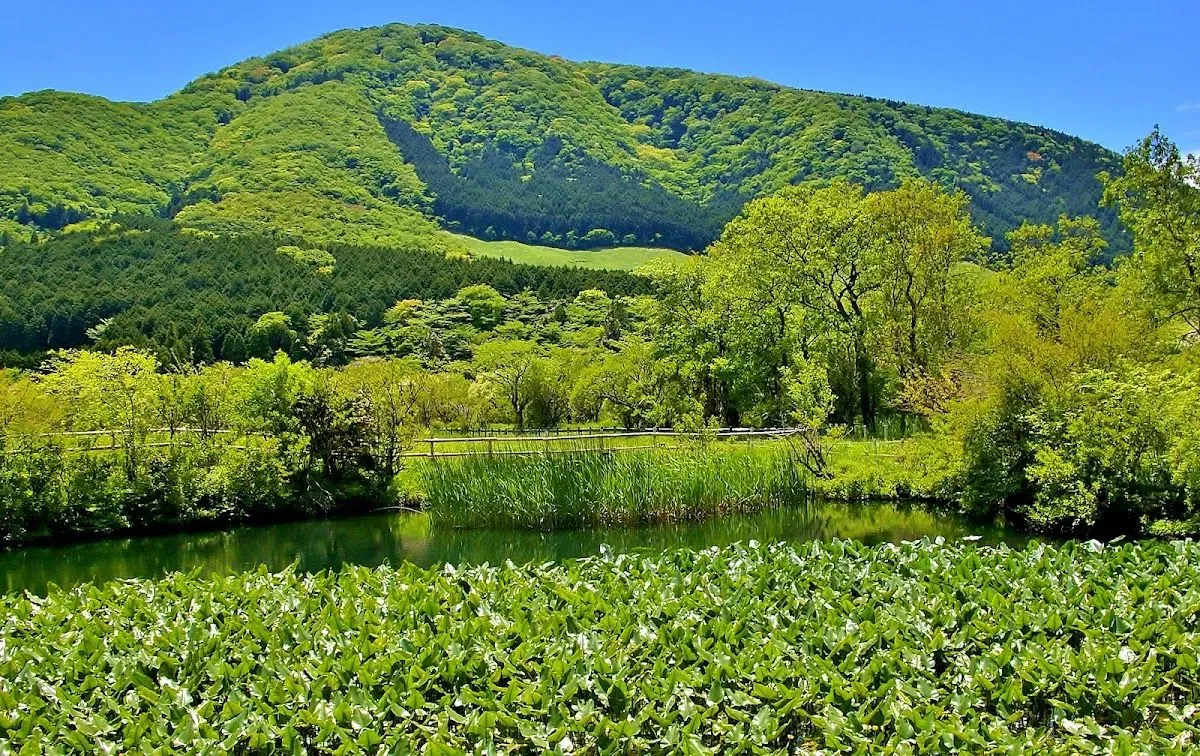 Hakone Botanical Garden of Wetlands 2