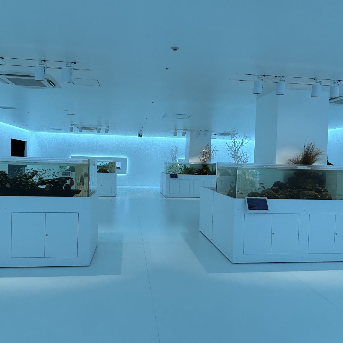 Hiroshima Motomachi Aquarium (Aqua Alive Museum) 3
