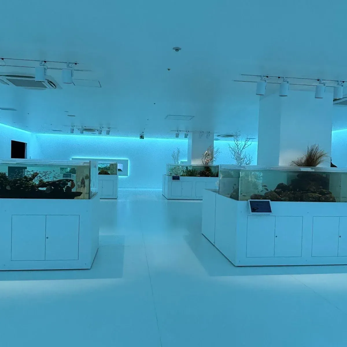 Hiroshima Motomachi Aquarium (Aqua Alive Museum) 3