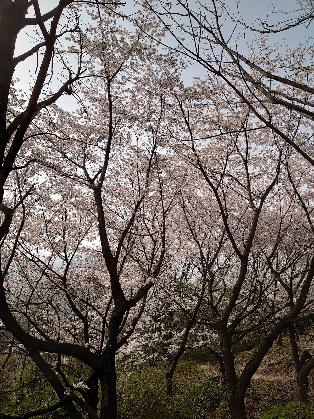 牛田総合公園遊歩道 4