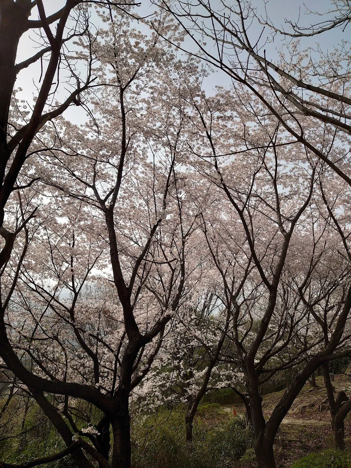 牛田総合公園遊歩道 4