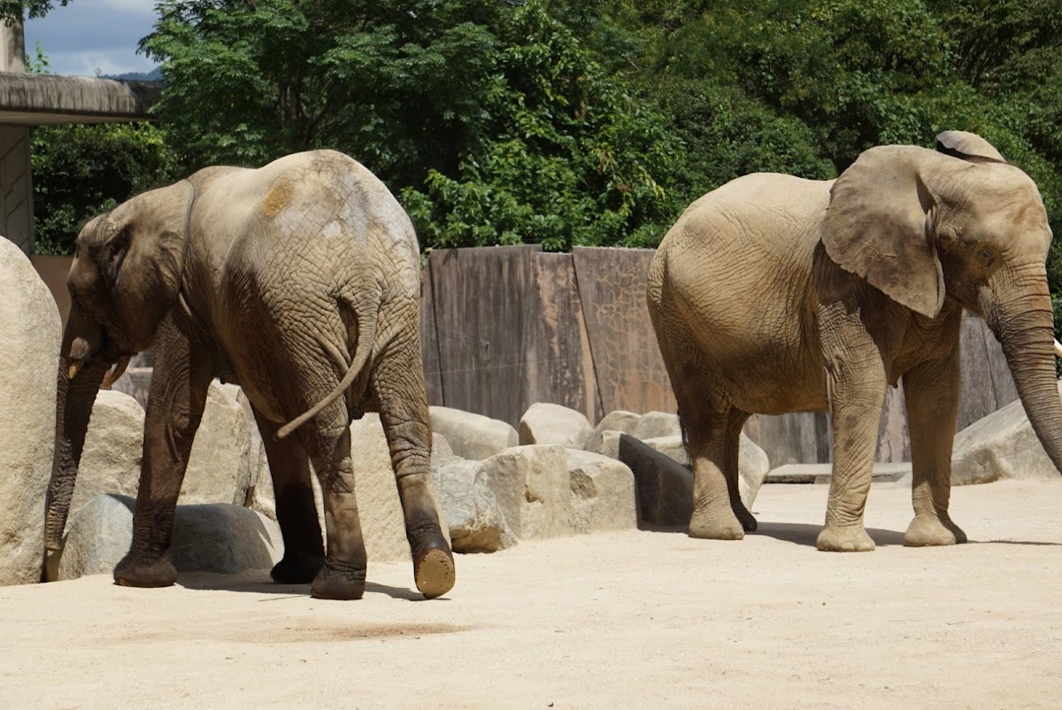 Asa Zoo