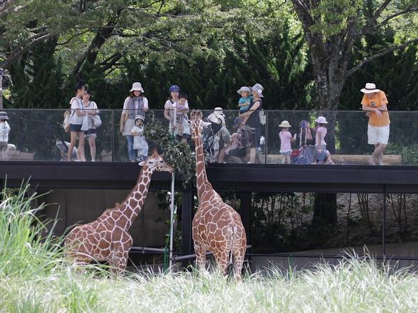 Asa Zoo 2