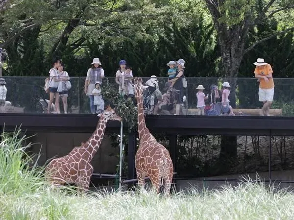 Asa Zoo 2