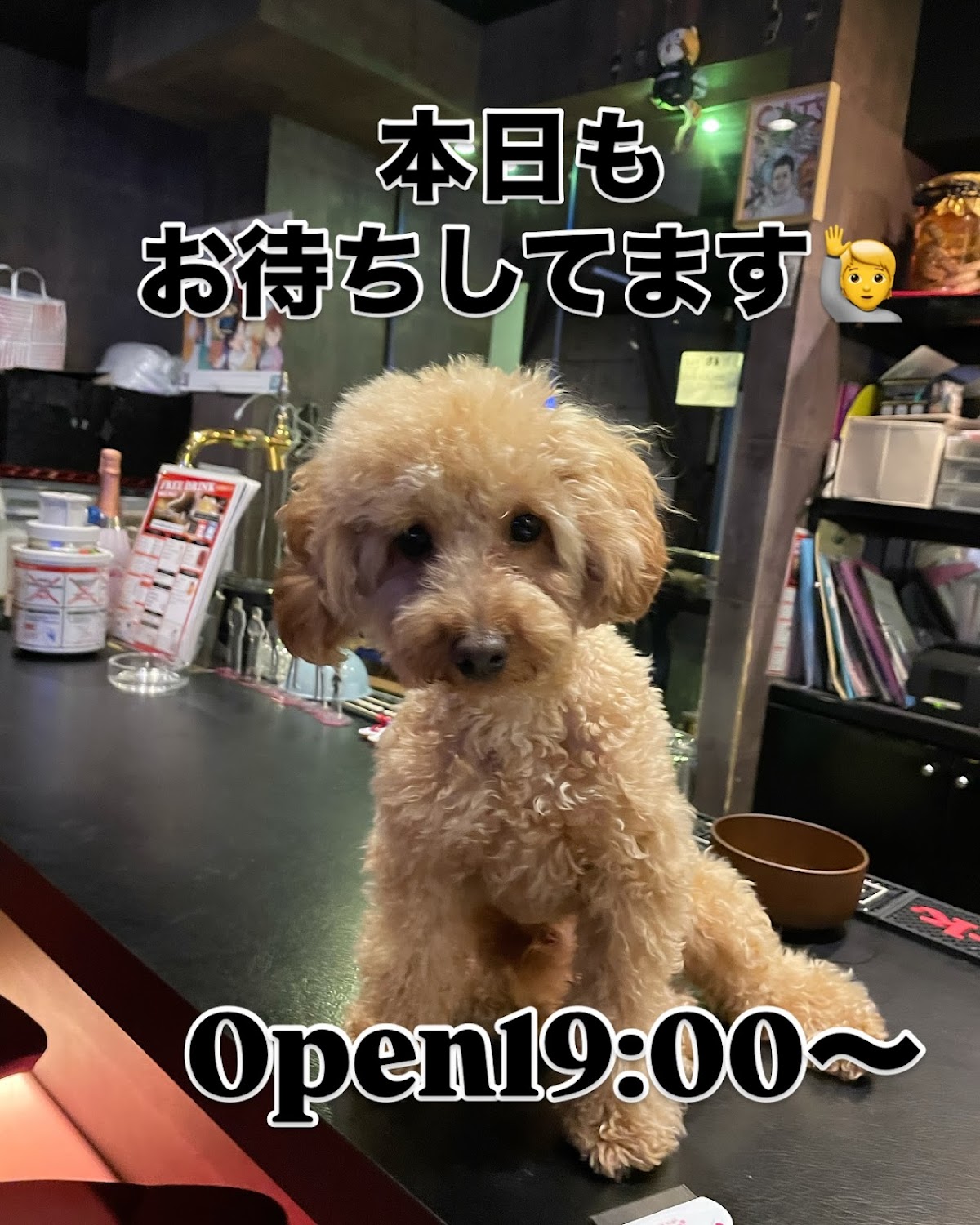 BAR CAT'S 4
