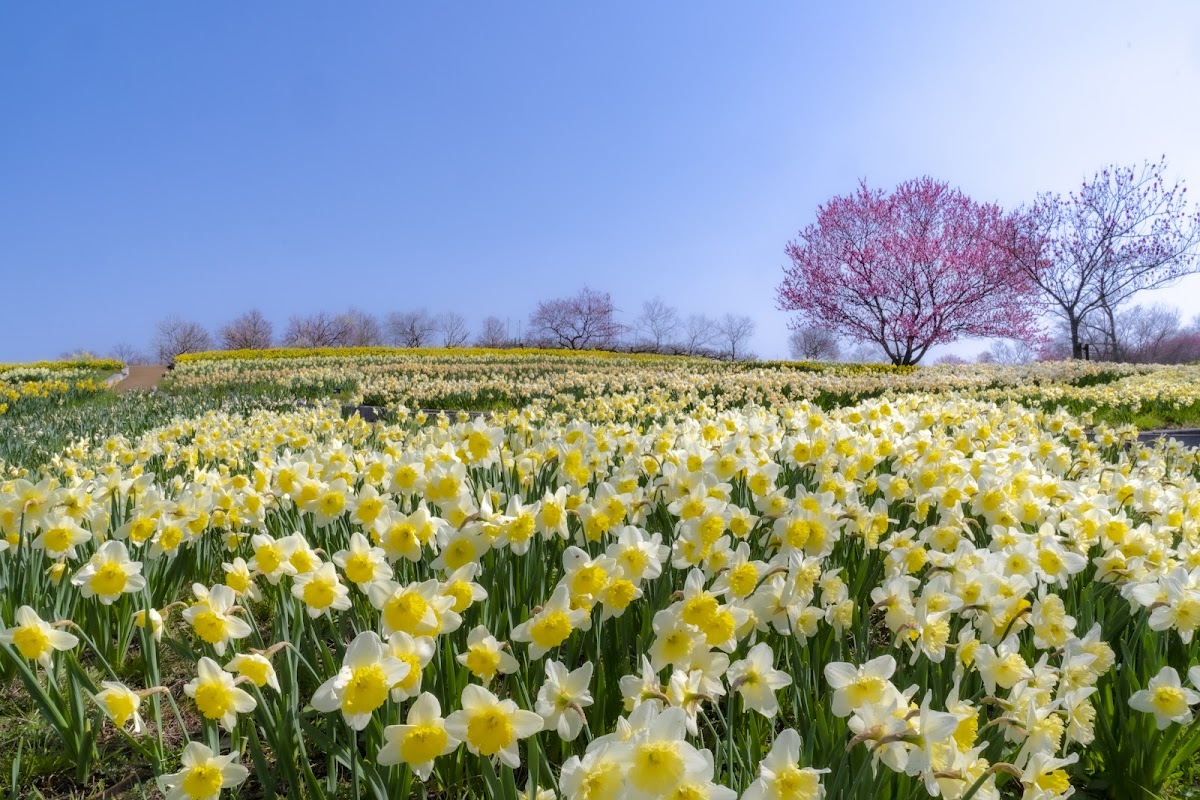 Bihoku Hillside Park