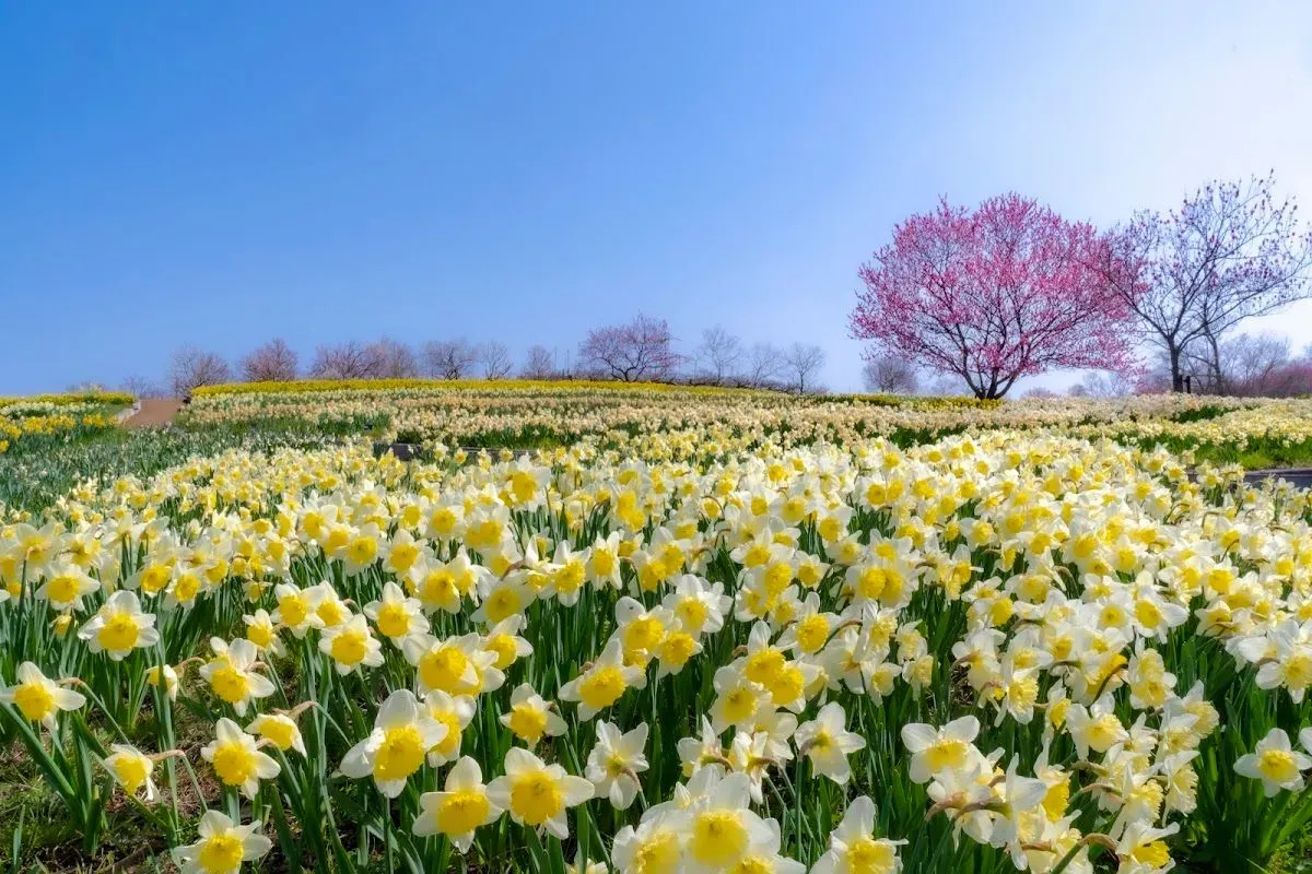 Bihoku Hillside Park