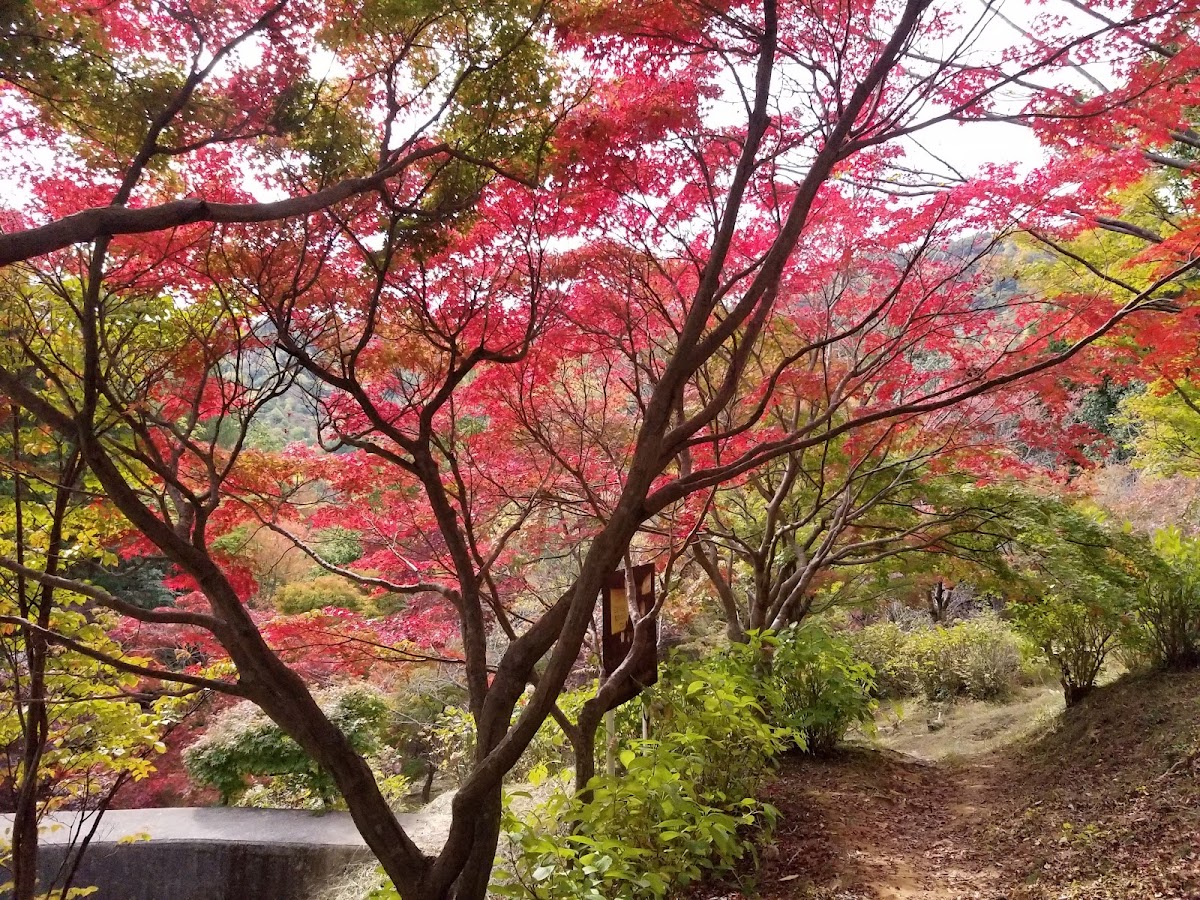 Ikoinomori Park 4