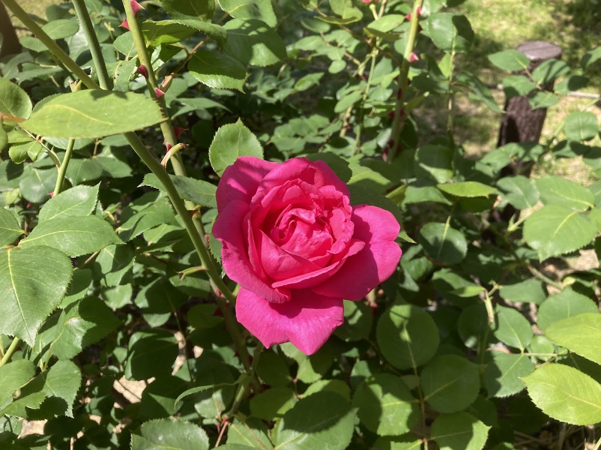 Rose for World Peace 3