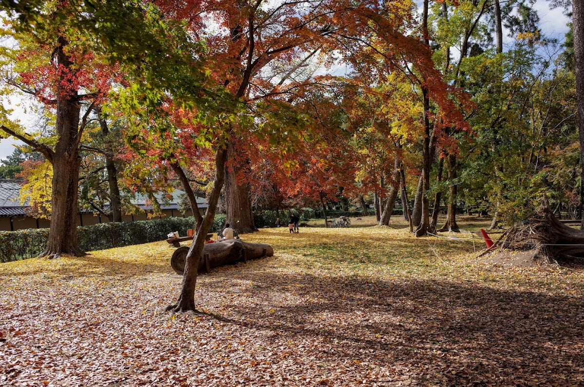 Haha-to-Ko-no-Mori Forest 2