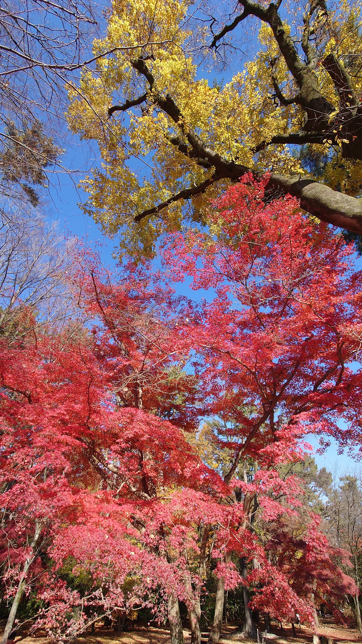 Haha-to-Ko-no-Mori Forest 3
