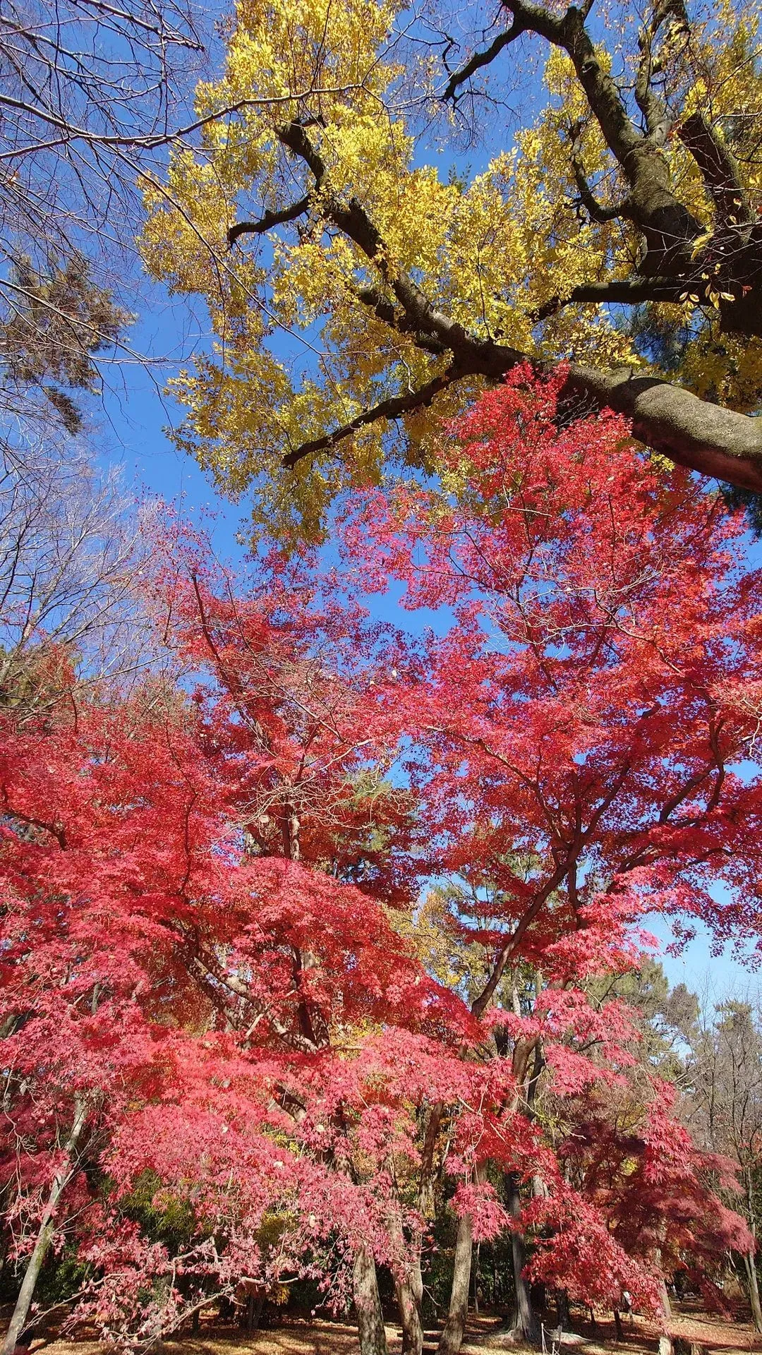Haha-to-Ko-no-Mori Forest 3