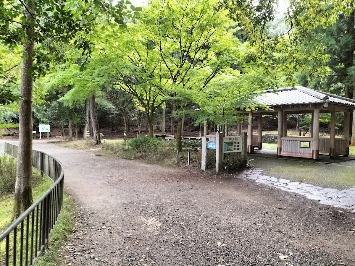 Wild bird forest 2