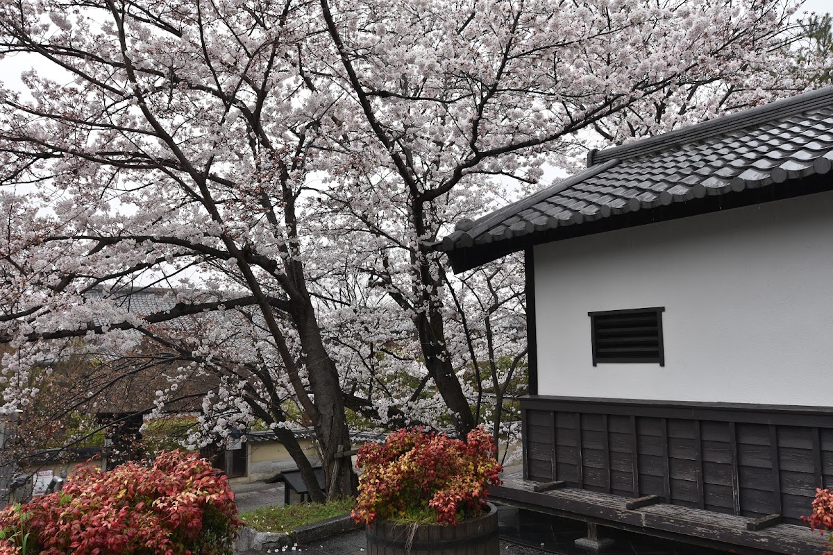 Kodaiji Park