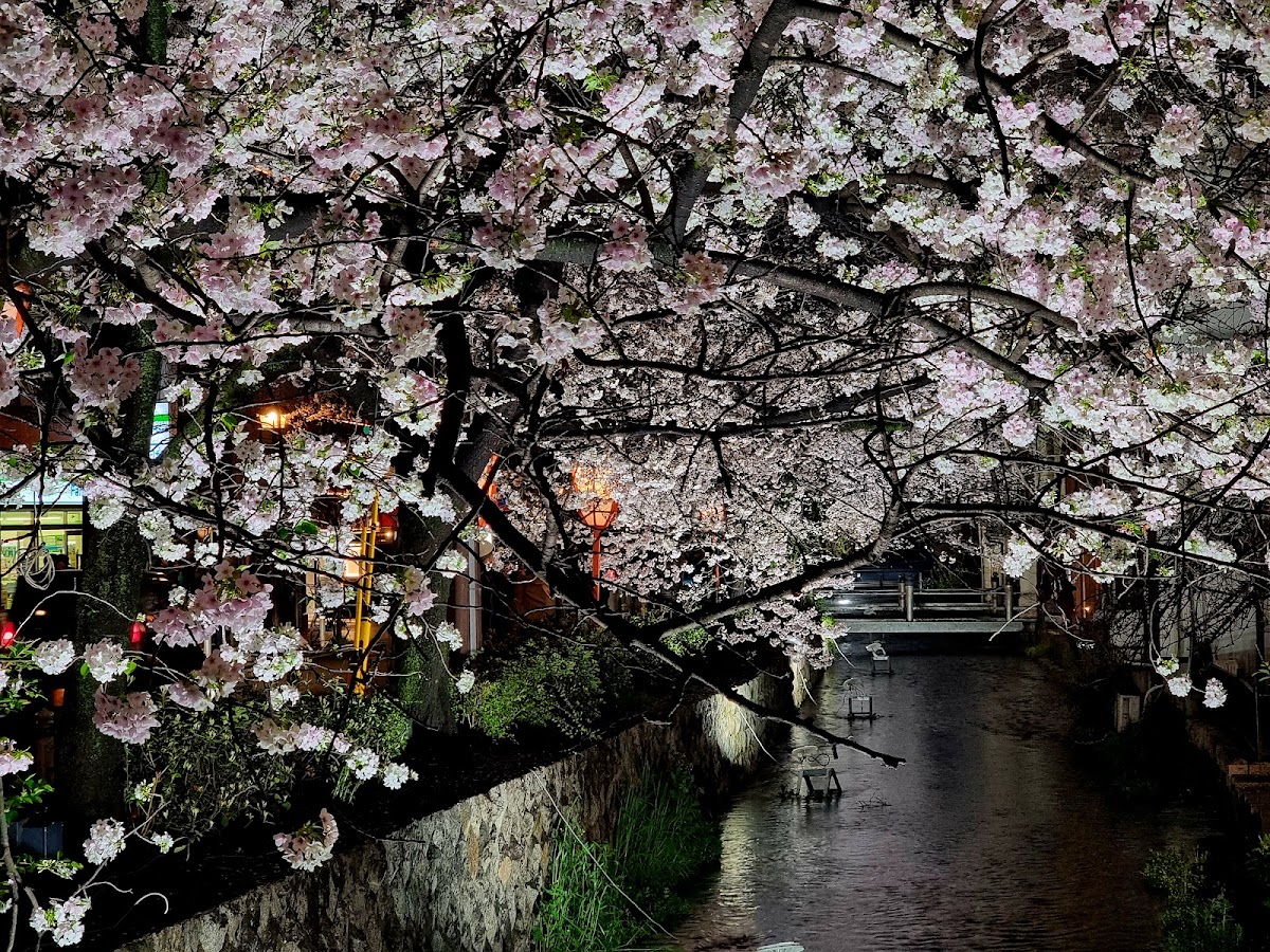 Pontocho Park 2