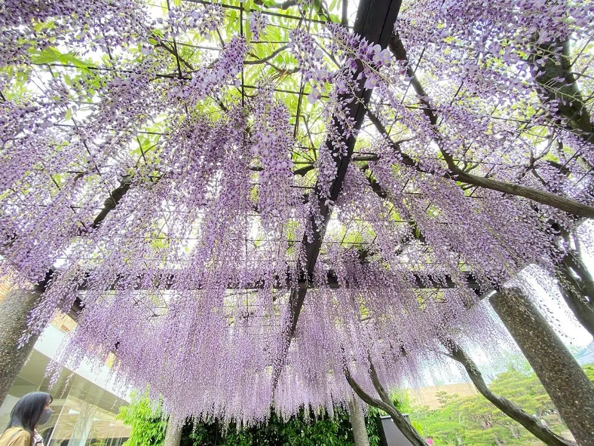 Japanese Gardens 3