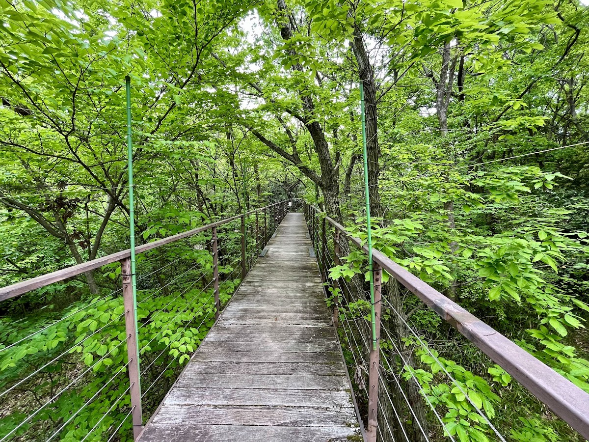 Forest of Life