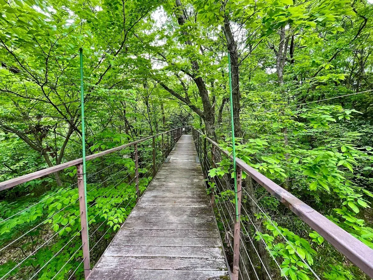 Forest of Life