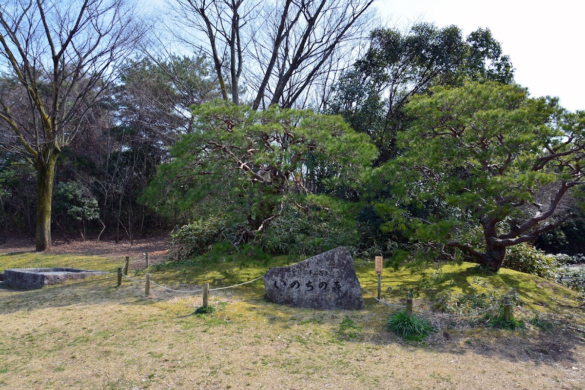 Forest of Life 4