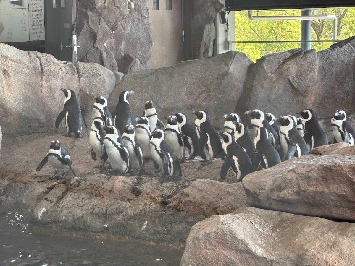 Kyoto Aquarium 3