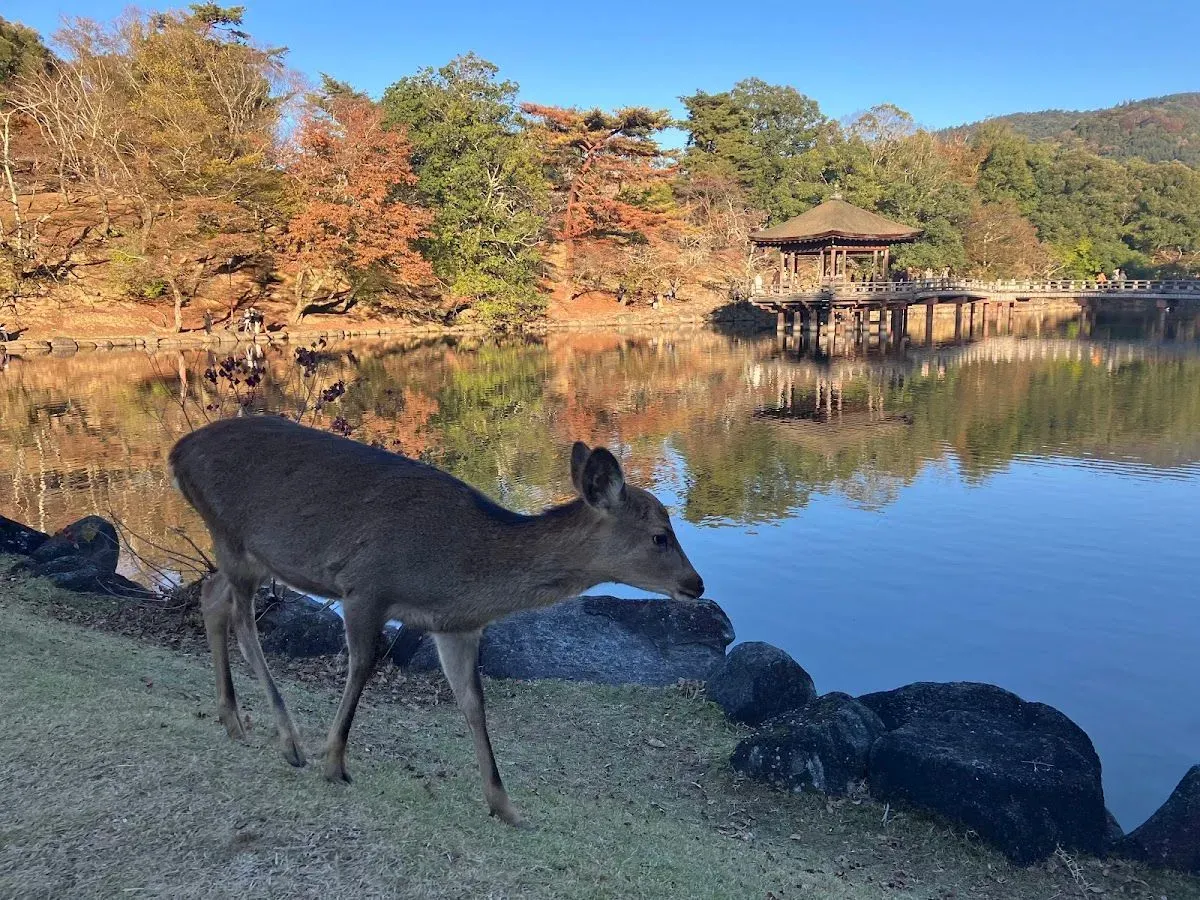 Nara Park 3