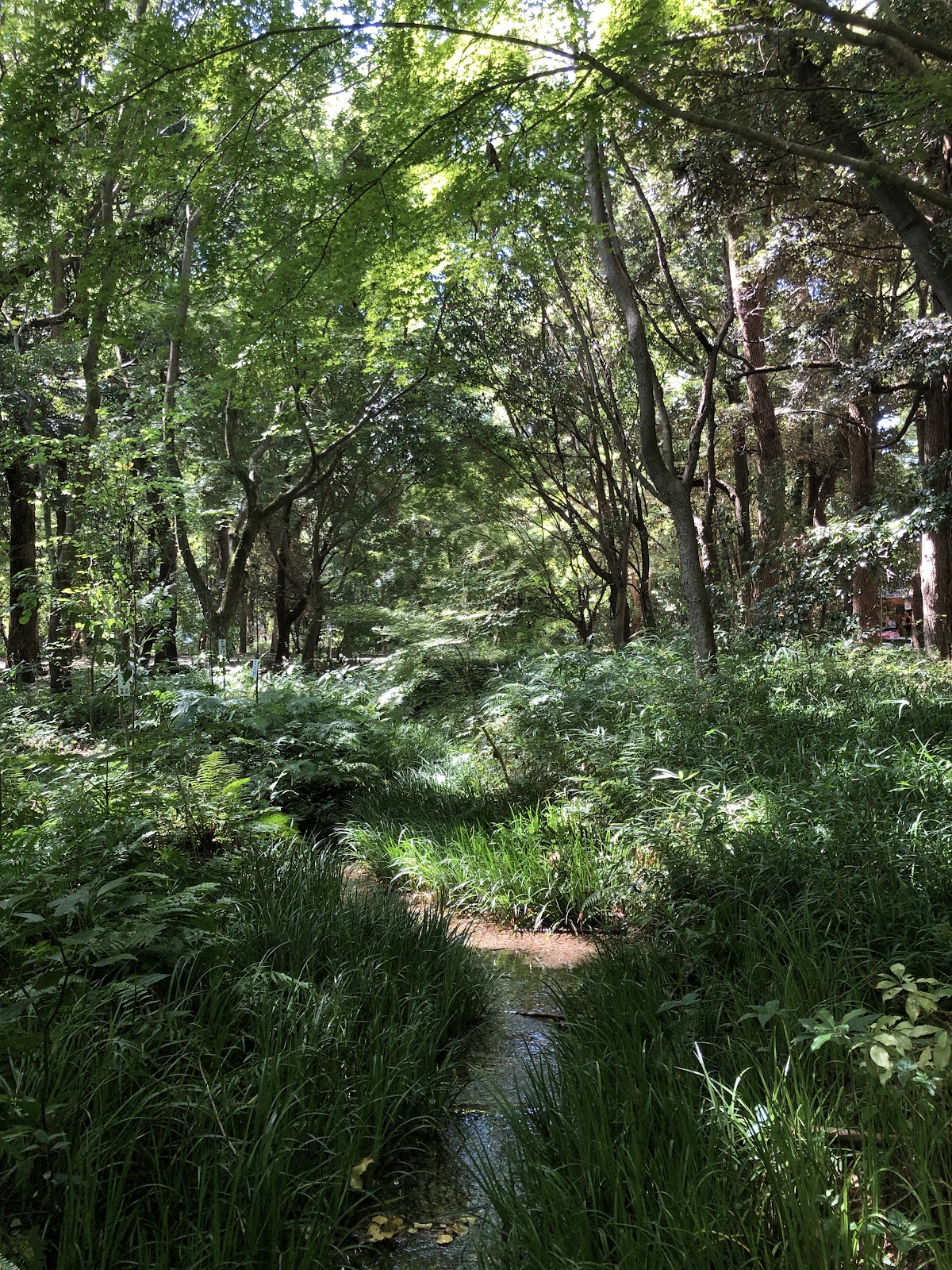 Tadasu-no-Mori Forest