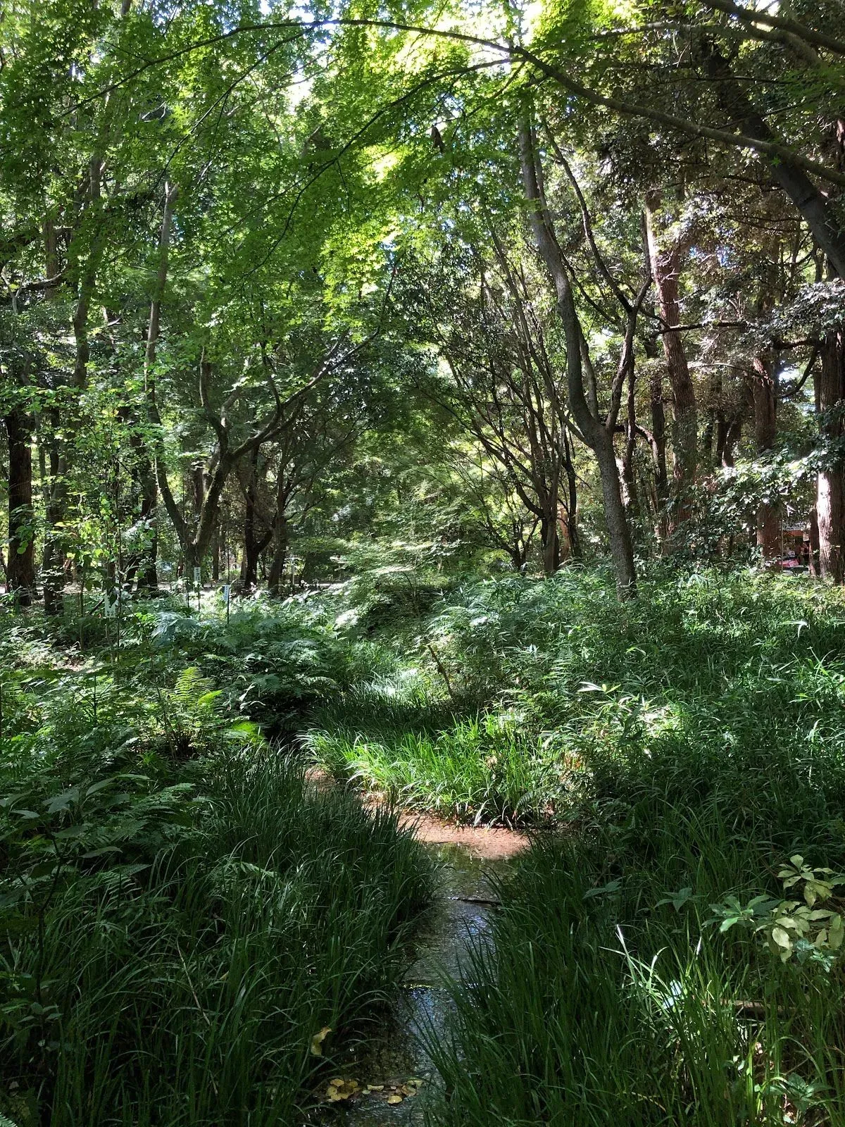 Tadasu-no-Mori Forest