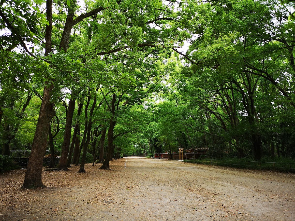 Tadasu-no-Mori Forest 2