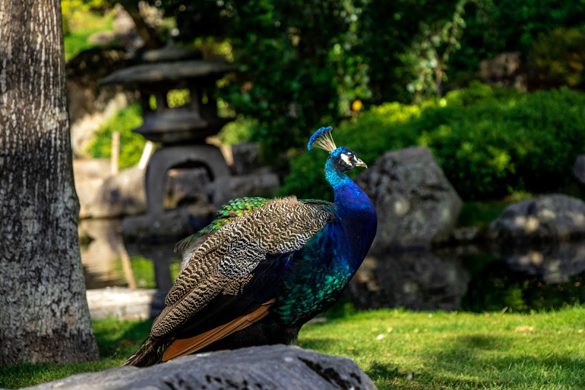 Kyoto Garden 2