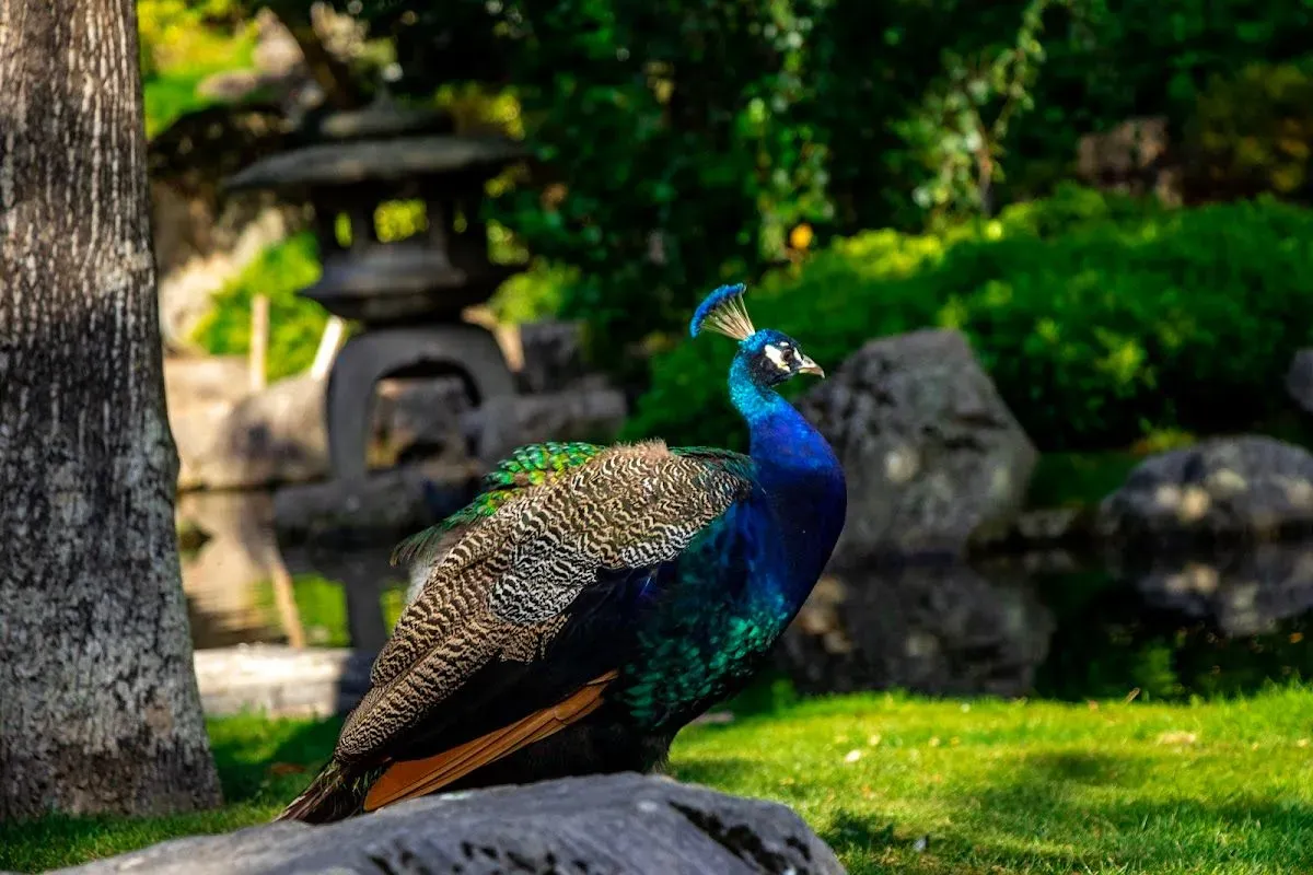 Kyoto Garden 2