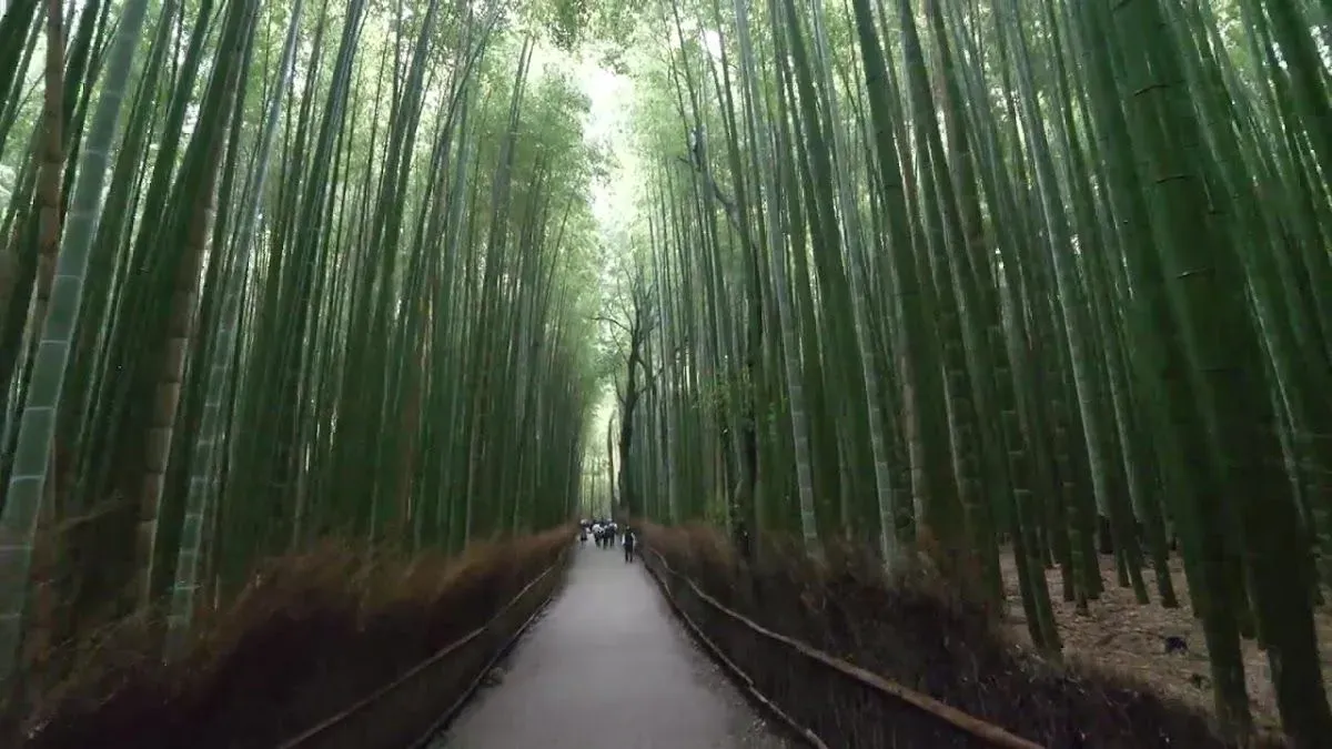 Arashiyama Park Kameyama Area 3
